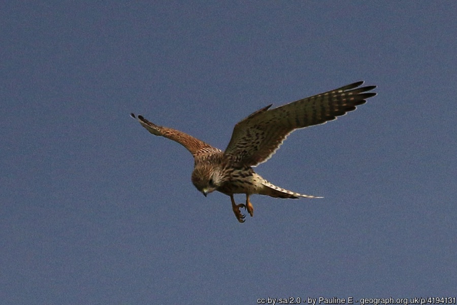Kestrel hovering in the sky